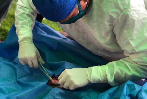 Consideraciones Técnicas Claves a la hora de hacer Cirugía en Caballos