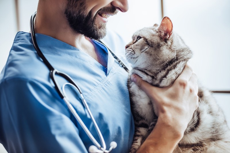 Consulta pet friendly para gatos en la clínica veterinaria
