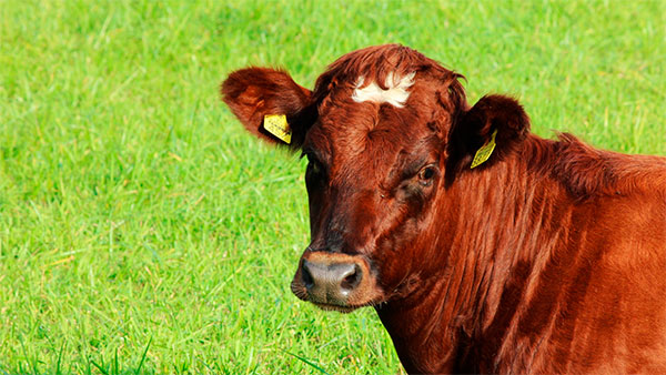 El Levamisol estimula el sistema inmune en bovinos, ¿mito o realidad?