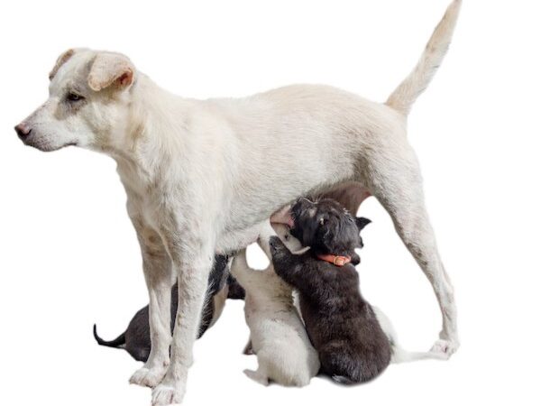 ¿Es seguro aplicar Fipronil (PULFEN SPOT ON) en perras y gatas preñadas o en lactancia?