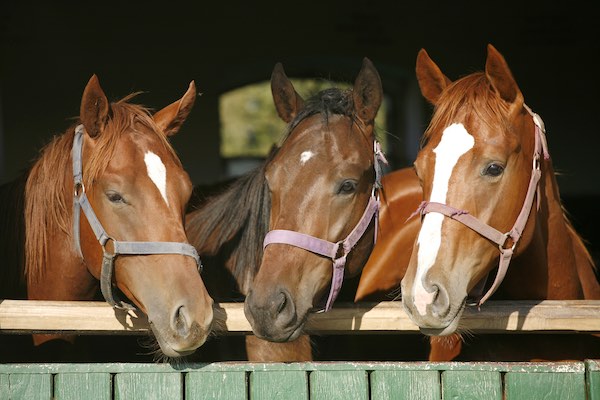 Anestesia de Equinos en campo (Triple Goteo) – Segunda parte