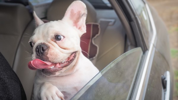 ¿Puede mi perro morir de golpe de calor?