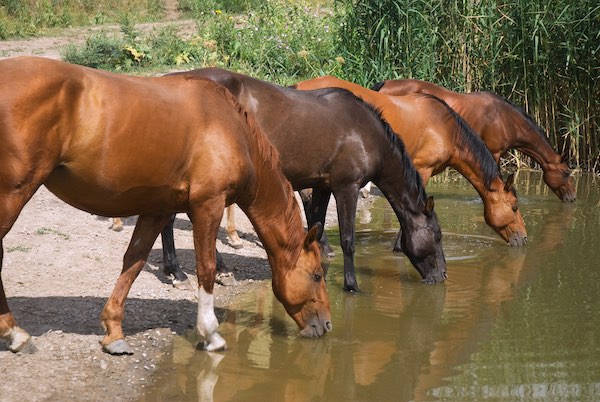 6 Factores que Condicionan el Consumo de Agua en los Equinos