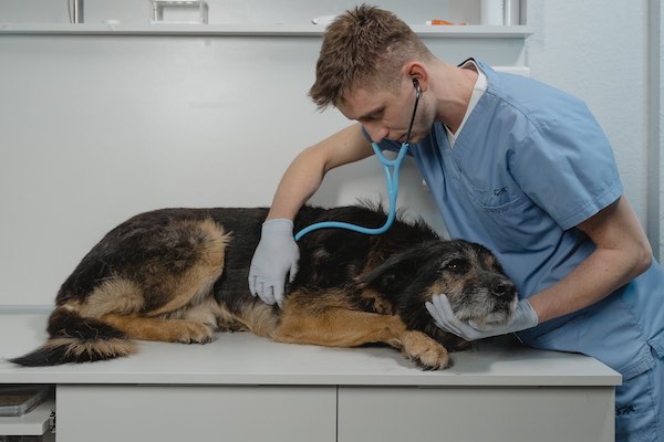 Guía rápida para escoger el Antiparasitario Interno ideal en el perro