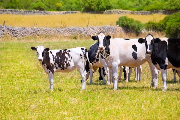 Nutrición parenteral en grandes animales | De la teoría a la práctica