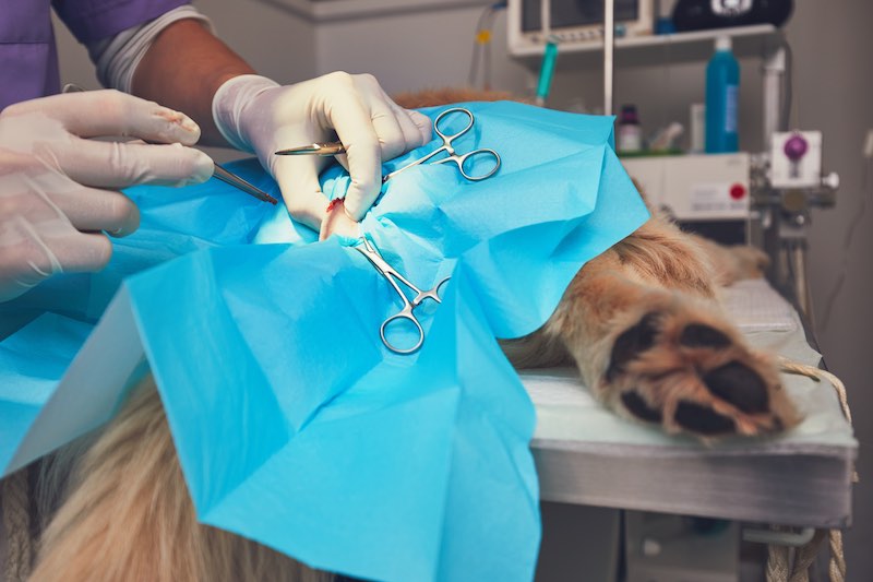 Recomendaciones clave para la anestesia en veterinaria