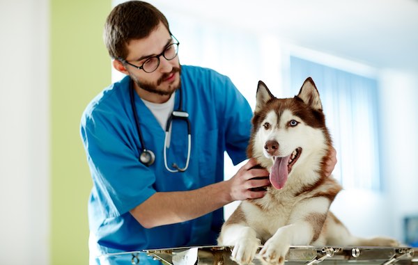 Guía actualizada para el tratamiento de infecciones urinarias en perros