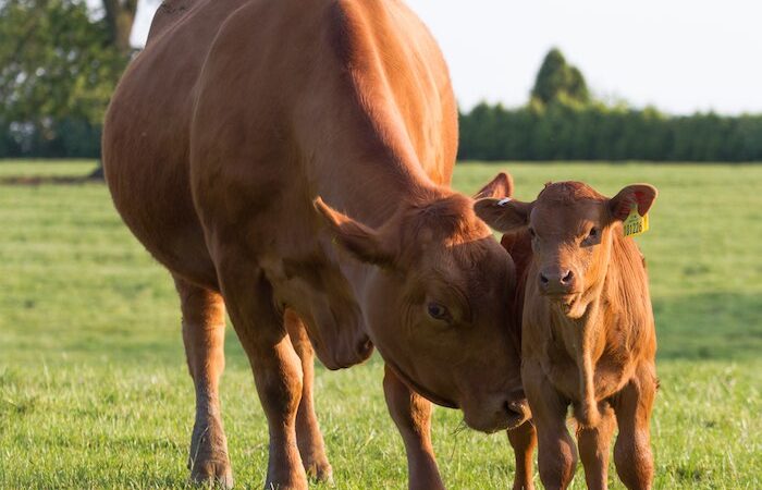 Parásitos externos en las vacas: ¿cómo podemos eliminarlos?
