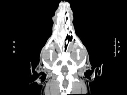 De la radiografía convencional a la tomografía computarizada en el diagnóstico de tumores nasales en pequeños animales