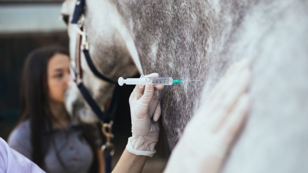 Cómo aplicar una inyección intramuscular a su caballo
