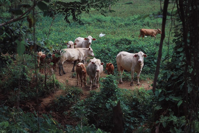 Hemoparásitos en bovinos: ¿Cuál es su impacto y tratamiento en Colombia?