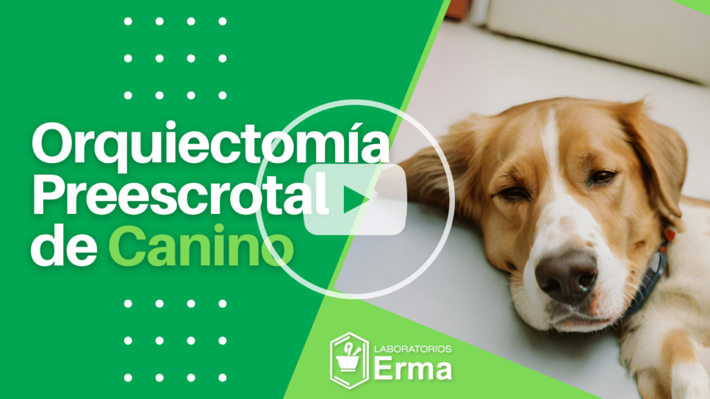 Orquiectomía Preescrotal de Canino