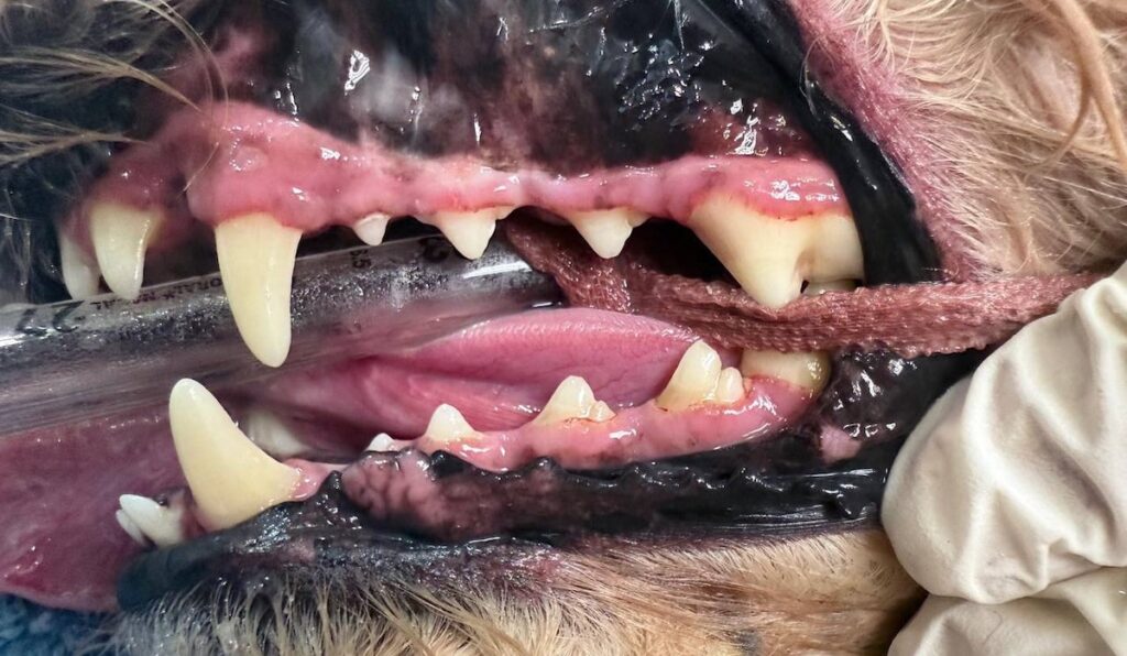 ¿Se requiere anestesia para un examen dental adecuado en perros y gatos?