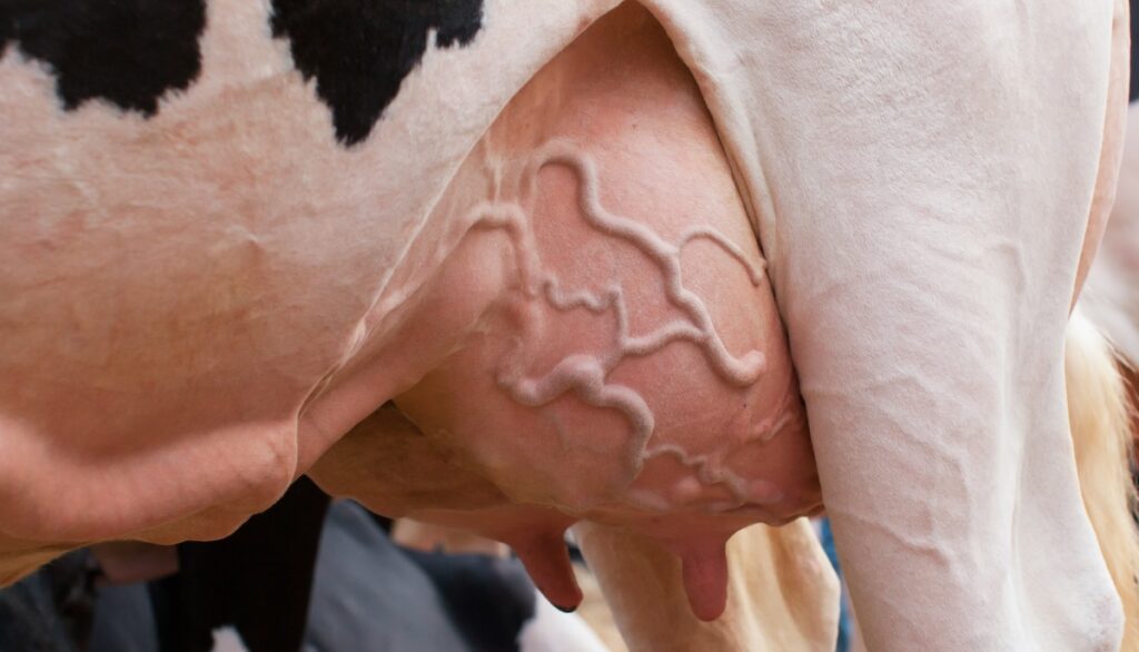 Lo que se debe hacer cuando una vaca presenta fiebre de leche. Consejos prácticos y soluciones efectivas