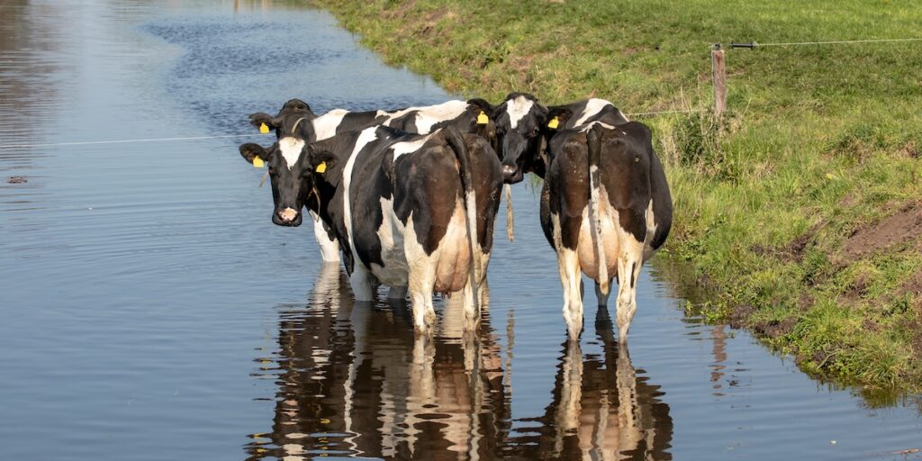 ¿Qué es la fasciola hepática y cómo tratarla?