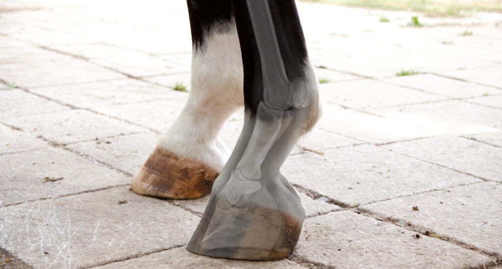Laminitis equina: el enemigo silencioso del casco