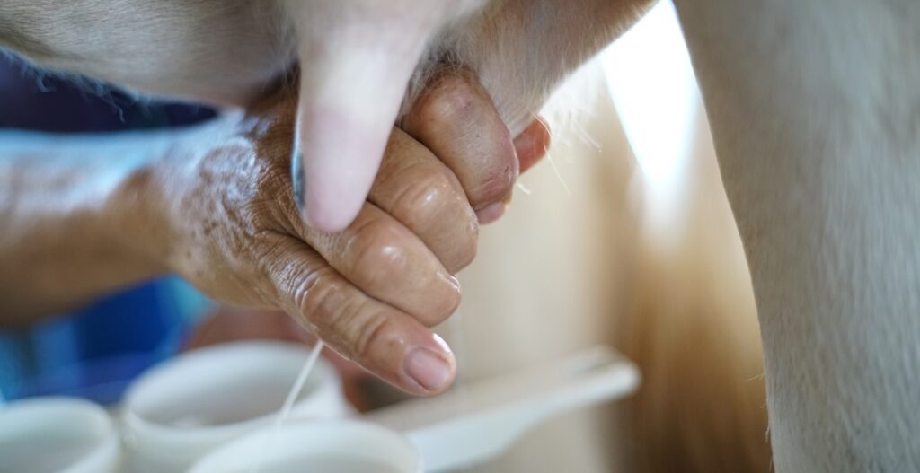Calidad de leche en bovinos: el secreto detrás de una producción rentable