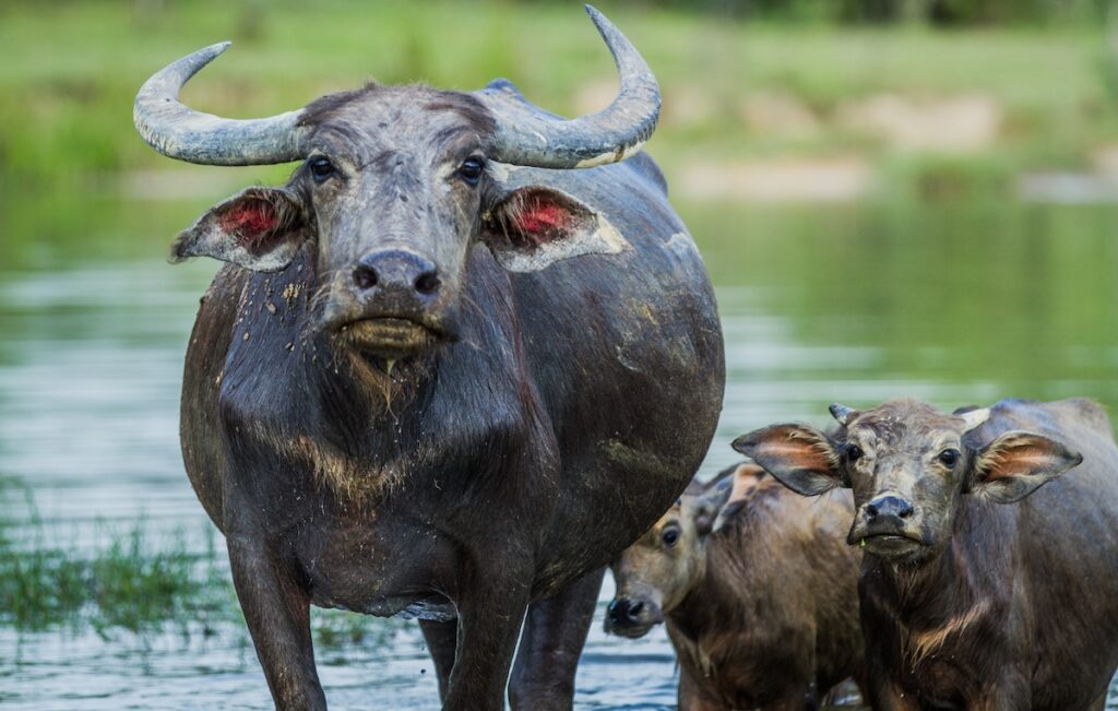 ¿Cuántas razas de búfalos hay en Colombia y como se caracterizan?